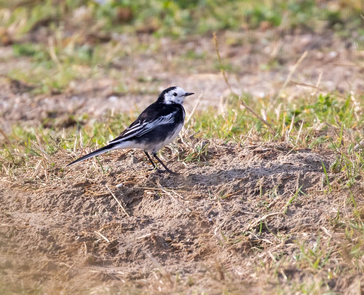 White Wagtail (British) - ML623096630