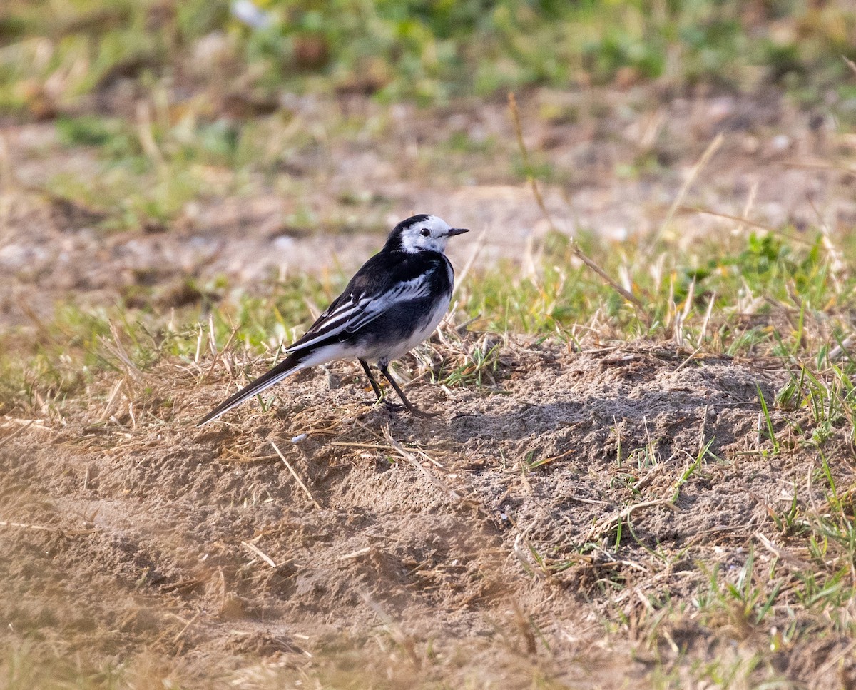 White Wagtail (British) - ML623096632