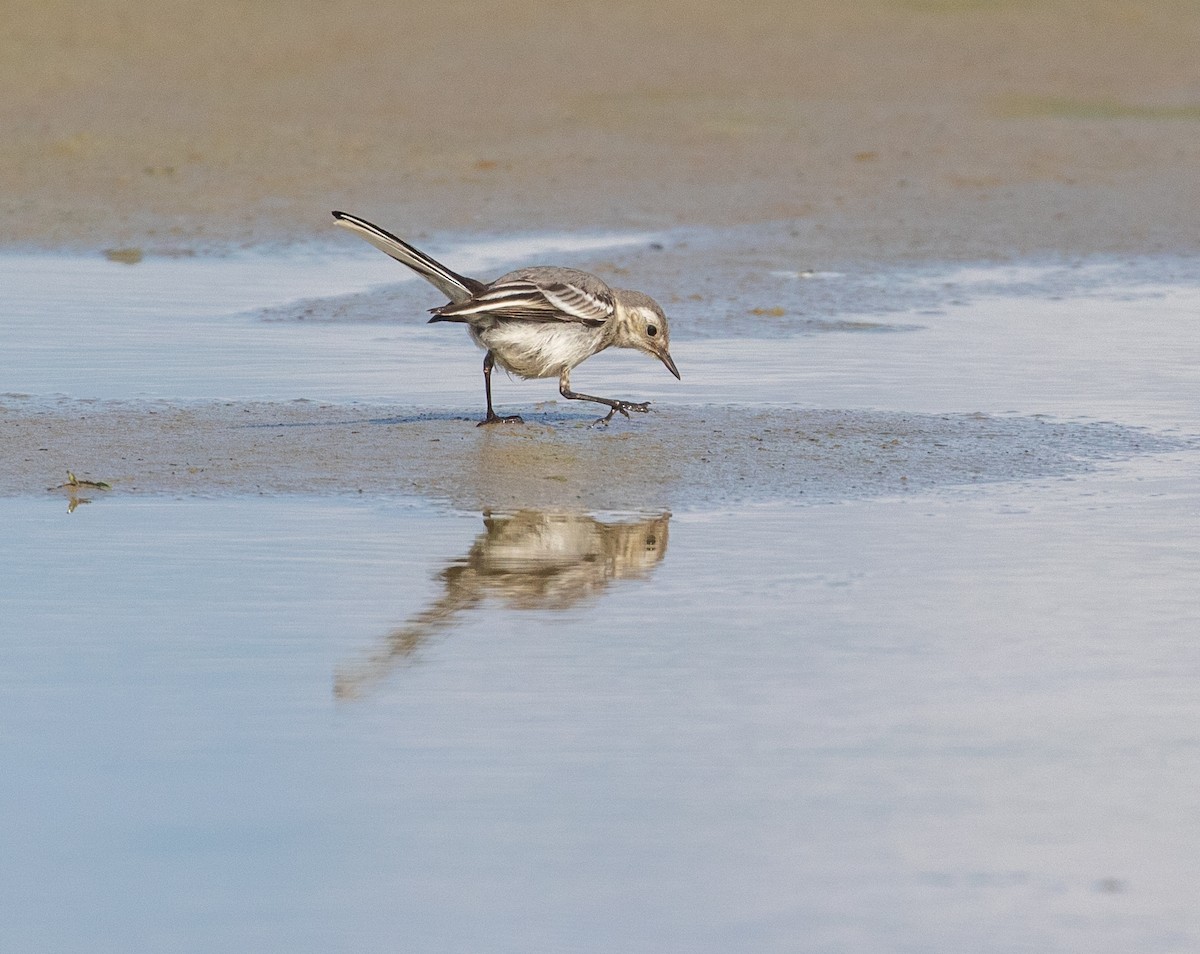 White Wagtail (White-faced) - ML623096633