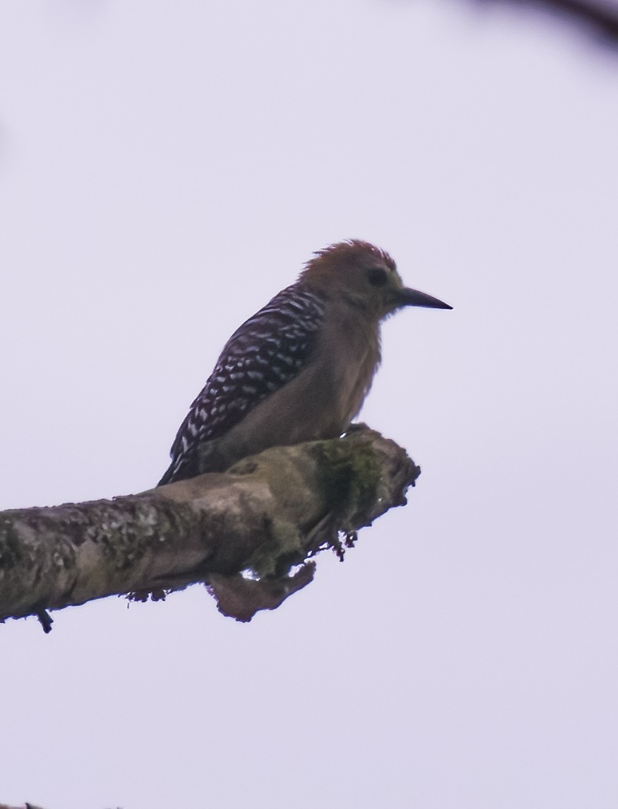 Red-crowned Woodpecker - ML623096640