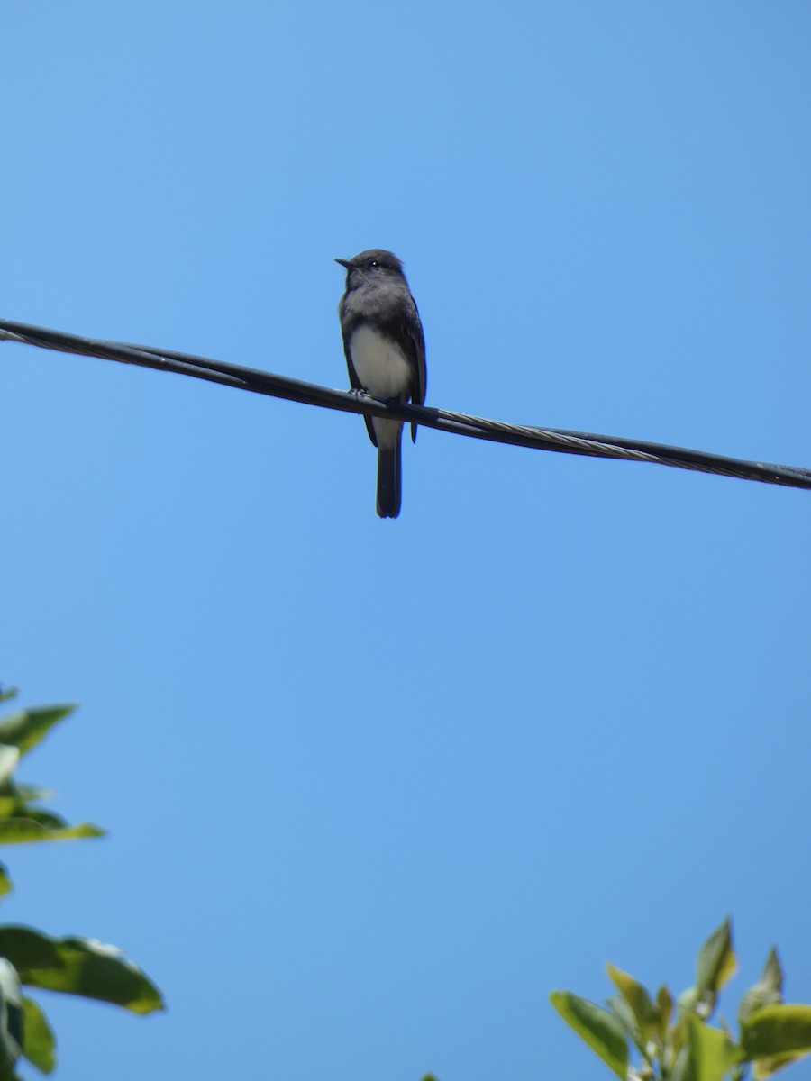 Black Phoebe - ML623096703