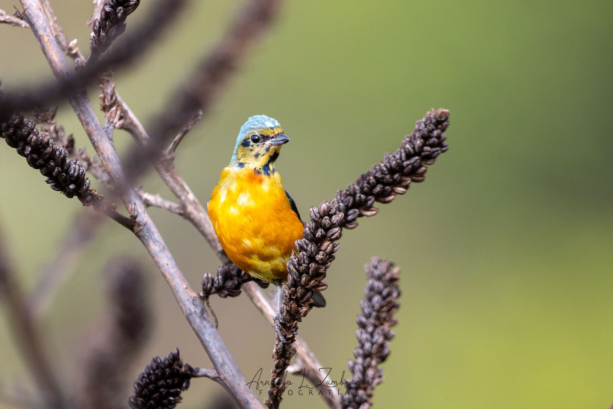 Elegant Euphonia - Arnulfo López