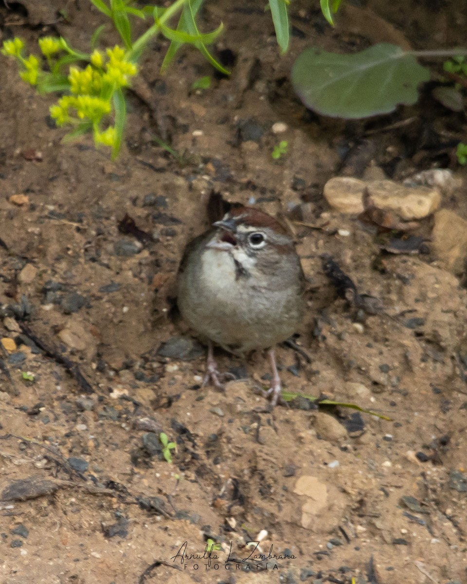 Rufous-crowned Sparrow - ML623096733