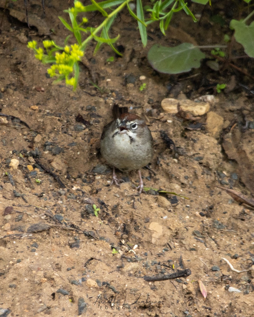 Rufous-crowned Sparrow - ML623096734