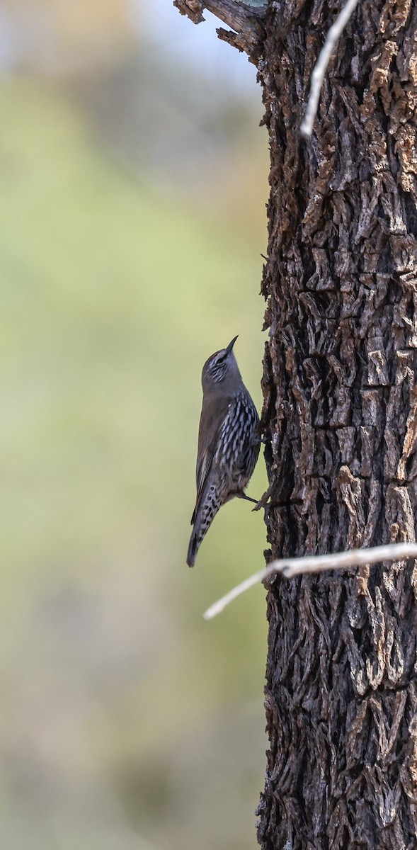 White-browed Treecreeper - ML623096750