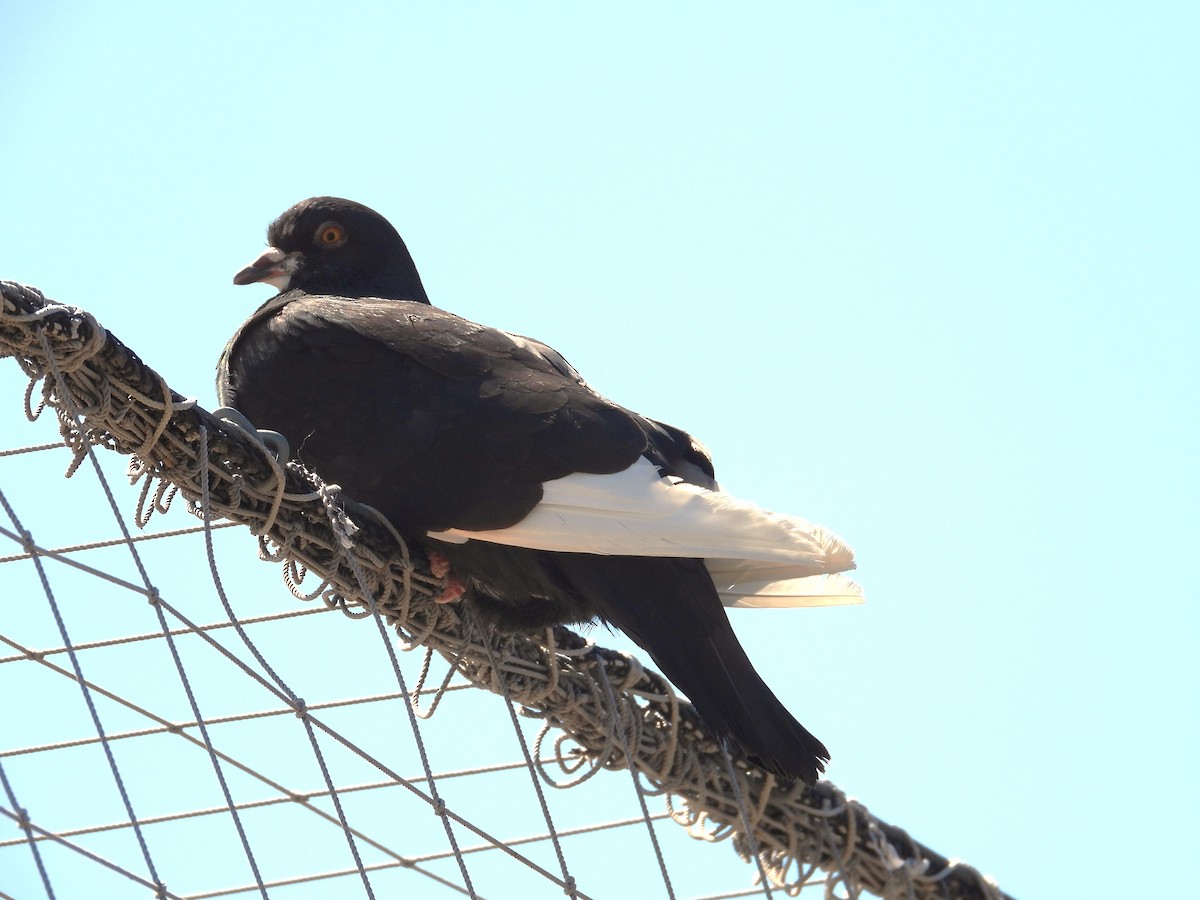 Rock Pigeon (Feral Pigeon) - ML623096868