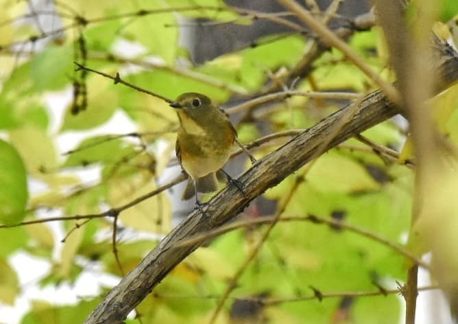 Red-flanked/Qilian Bluetail - ML623096880