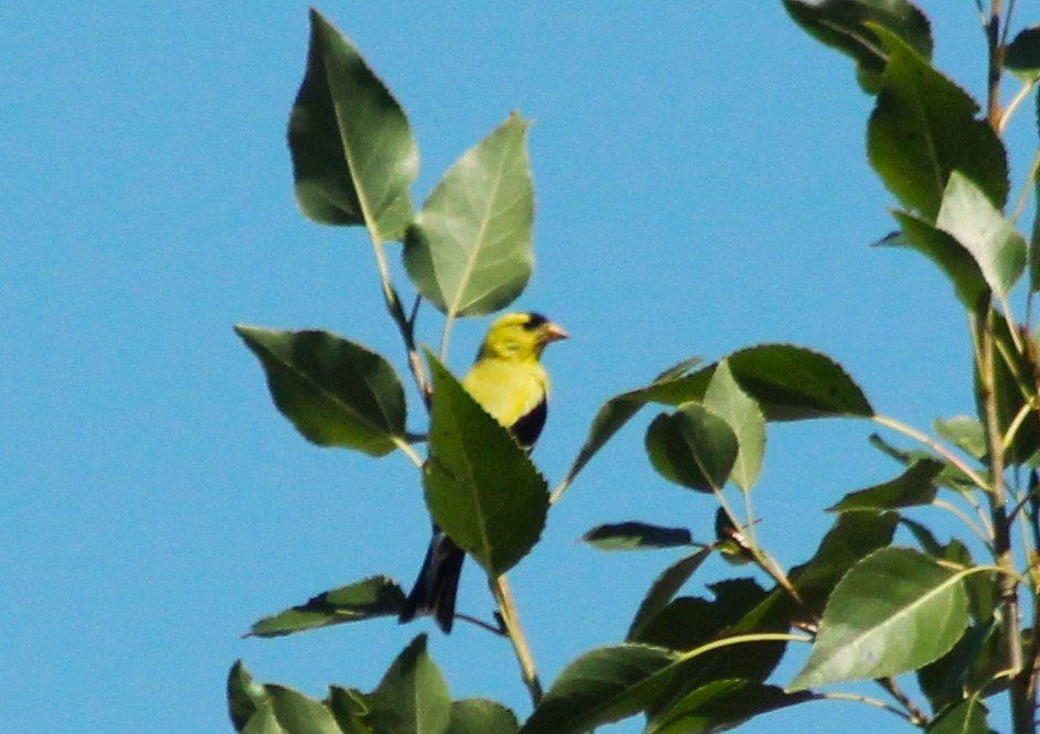 American Goldfinch - Vicky Bonifacio