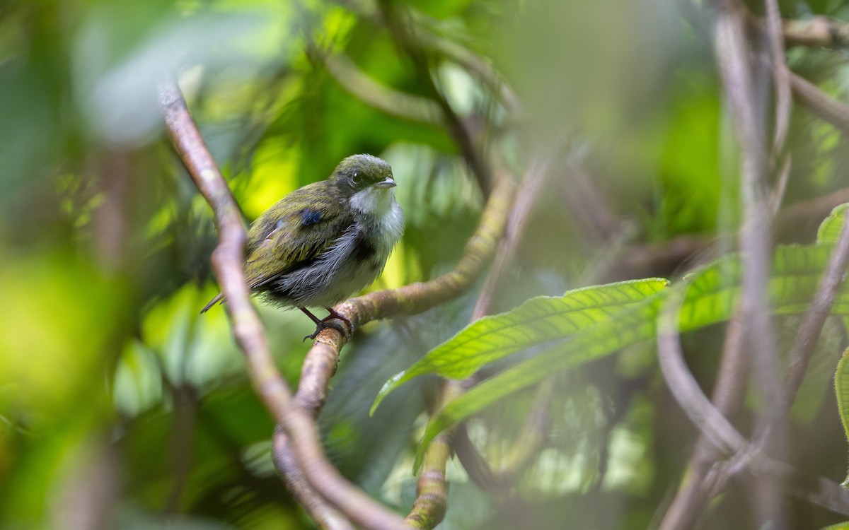 Manakin à gorge blanche - ML623096917