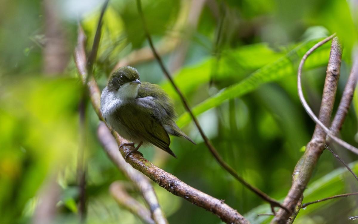 Manakin à gorge blanche - ML623096918