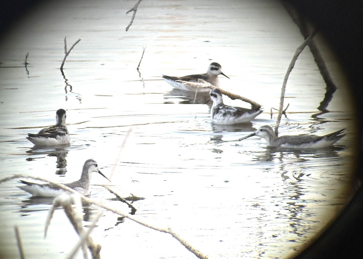 Red-necked Phalarope - ML623096928