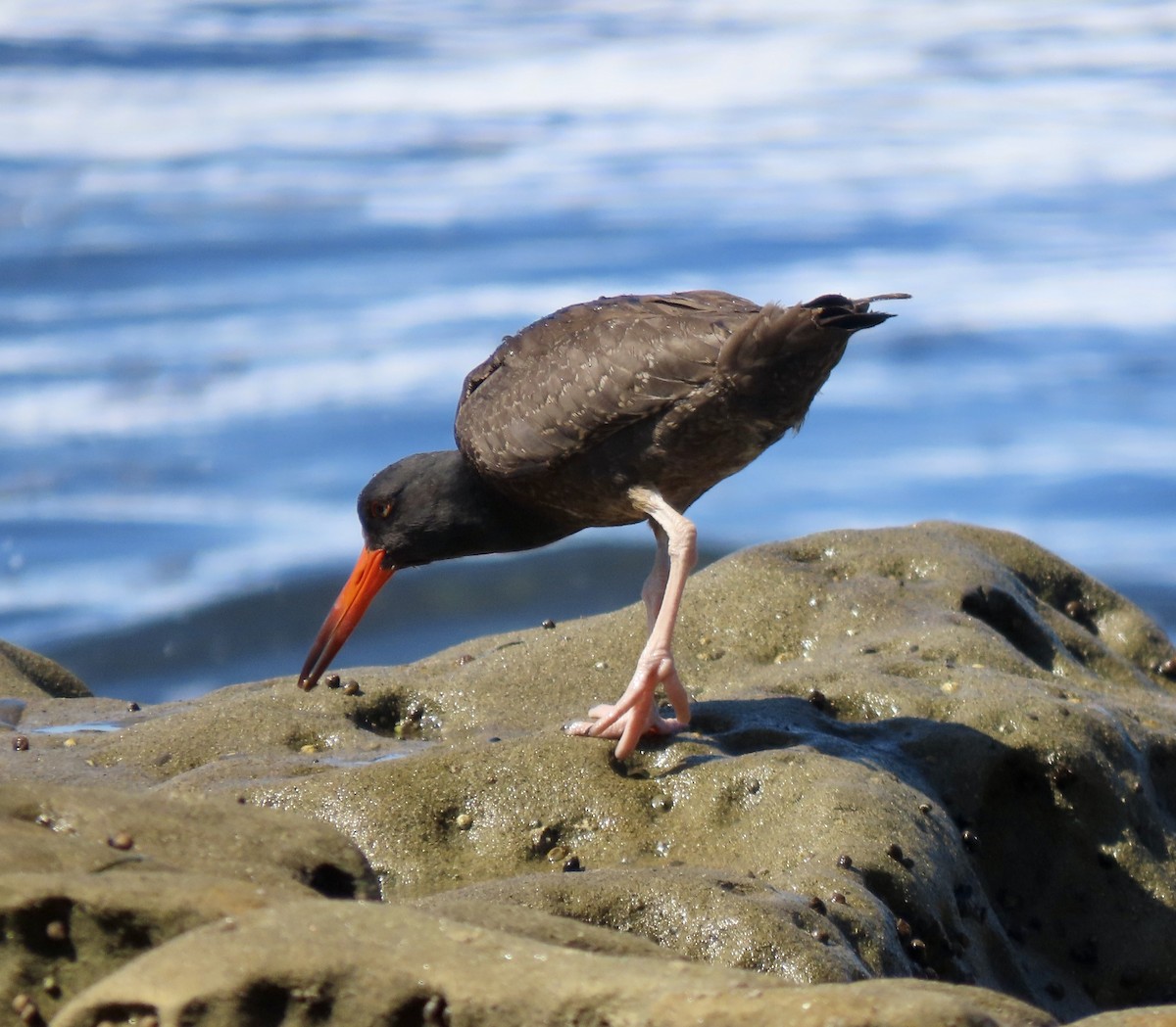 Black Oystercatcher - ML623097133