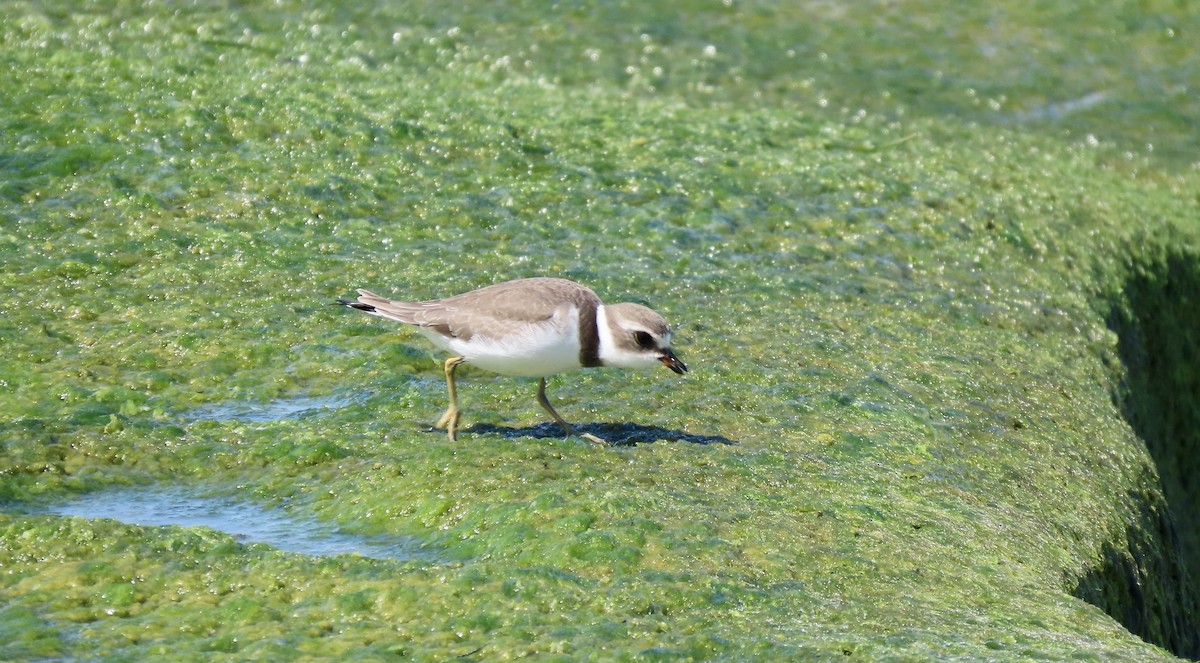 Semipalmated Plover - ML623097147