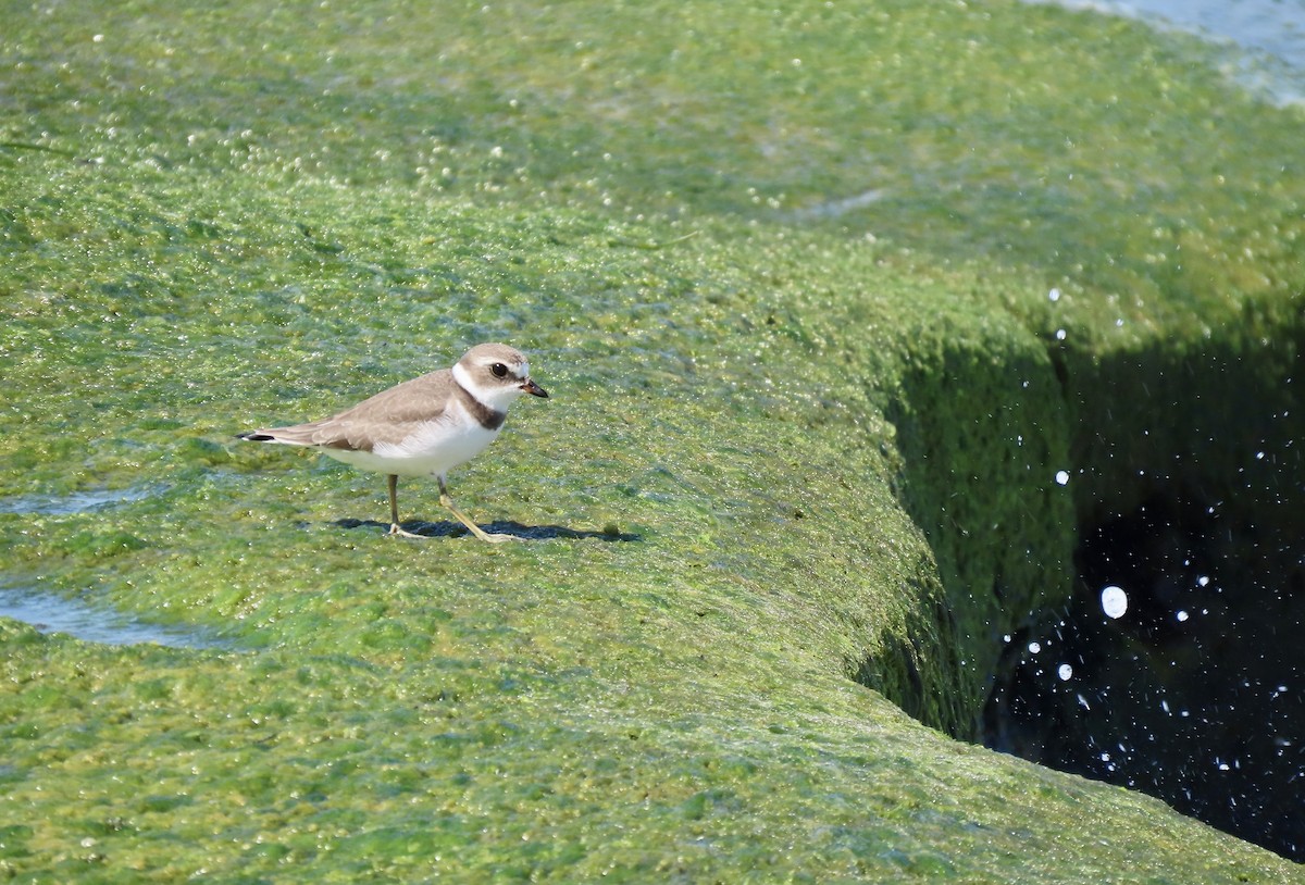 Semipalmated Plover - ML623097148