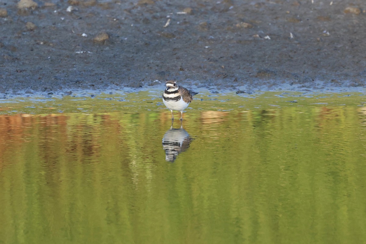 Killdeer - ML623097164