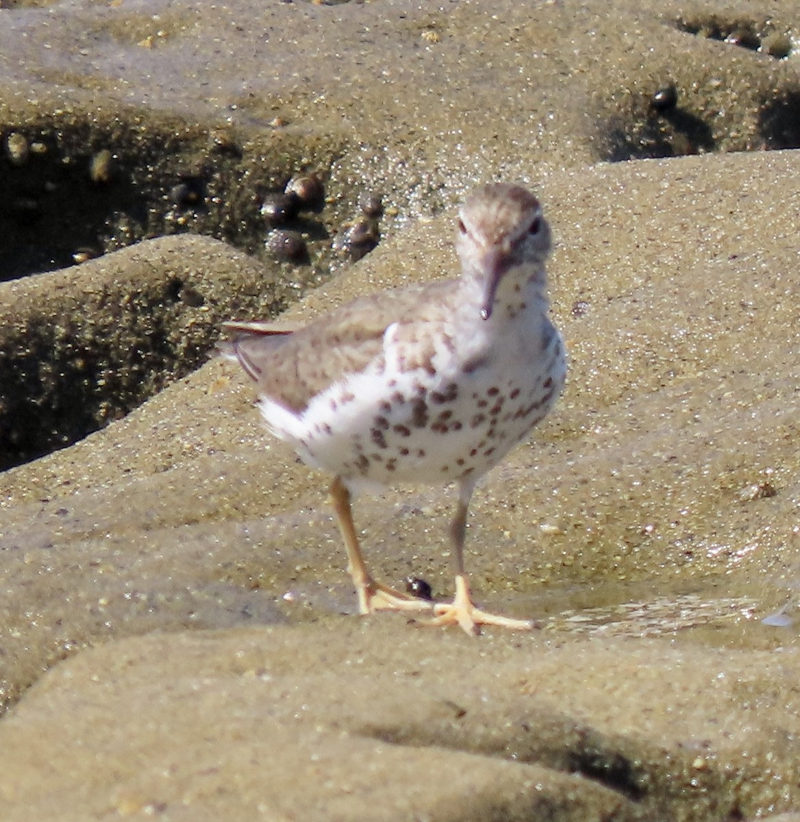 Spotted Sandpiper - ML623097165