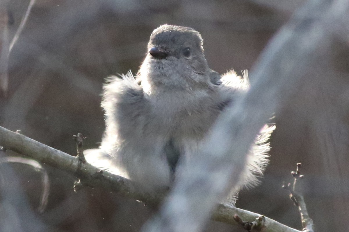 Golden Whistler - ML623097318