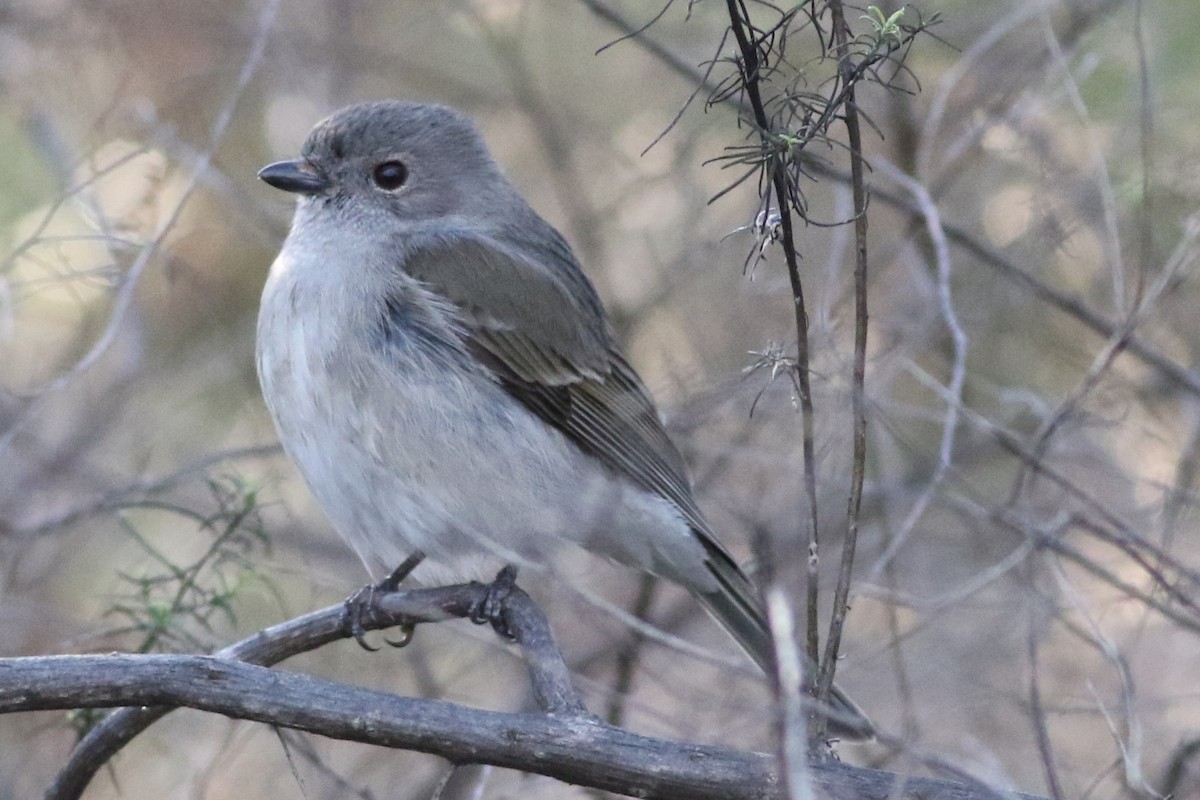 Golden Whistler - ML623097319