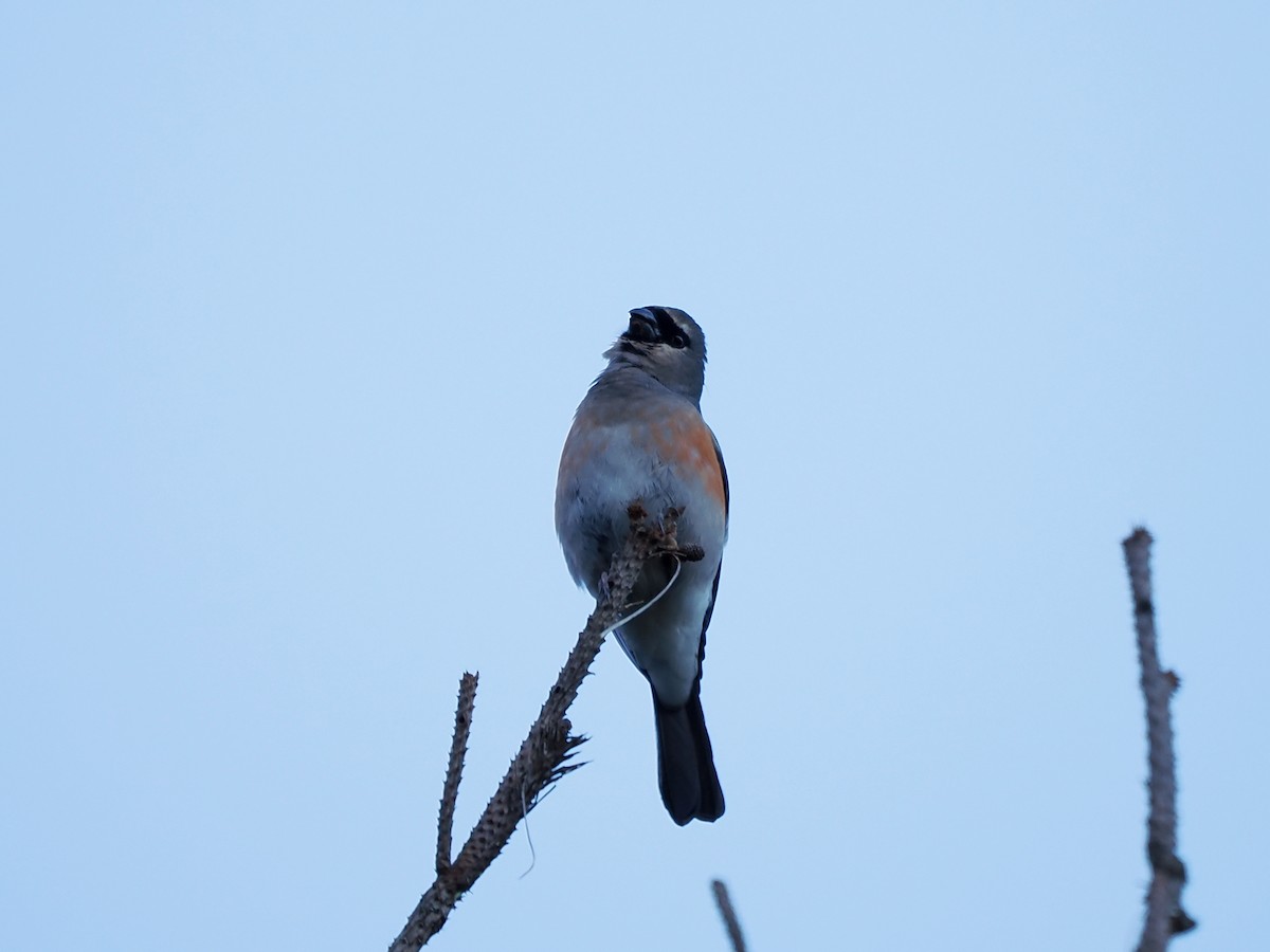 Taiwan Bullfinch - ML623097351