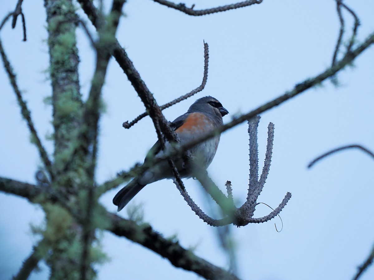 Taiwan Bullfinch - ML623097352