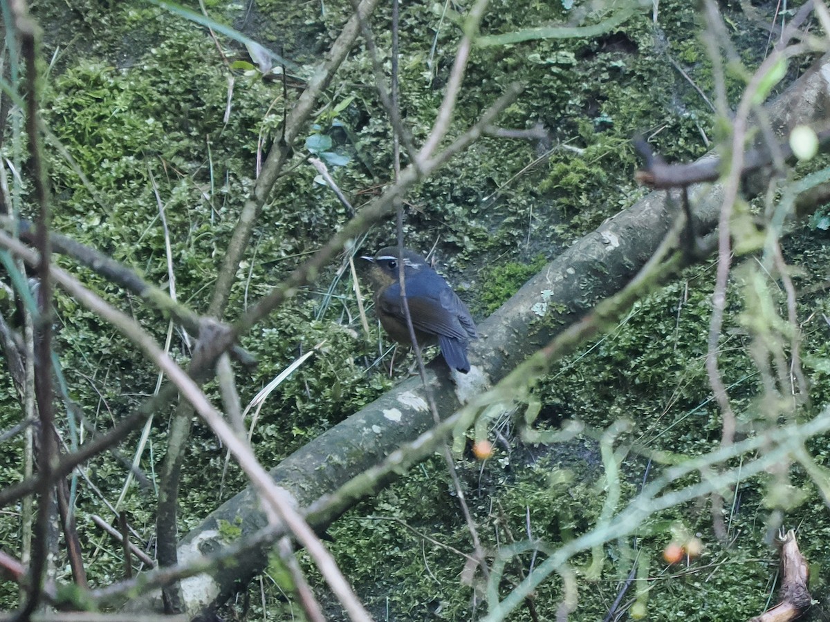 White-browed Bush-Robin (Taiwan) - ML623097353