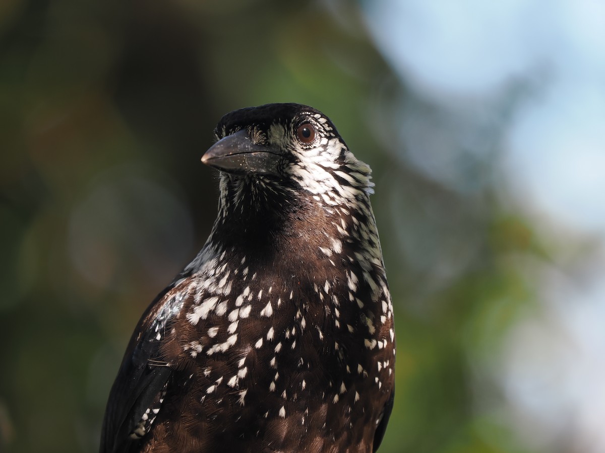 Eurasian Nutcracker (Southern) - ML623097357