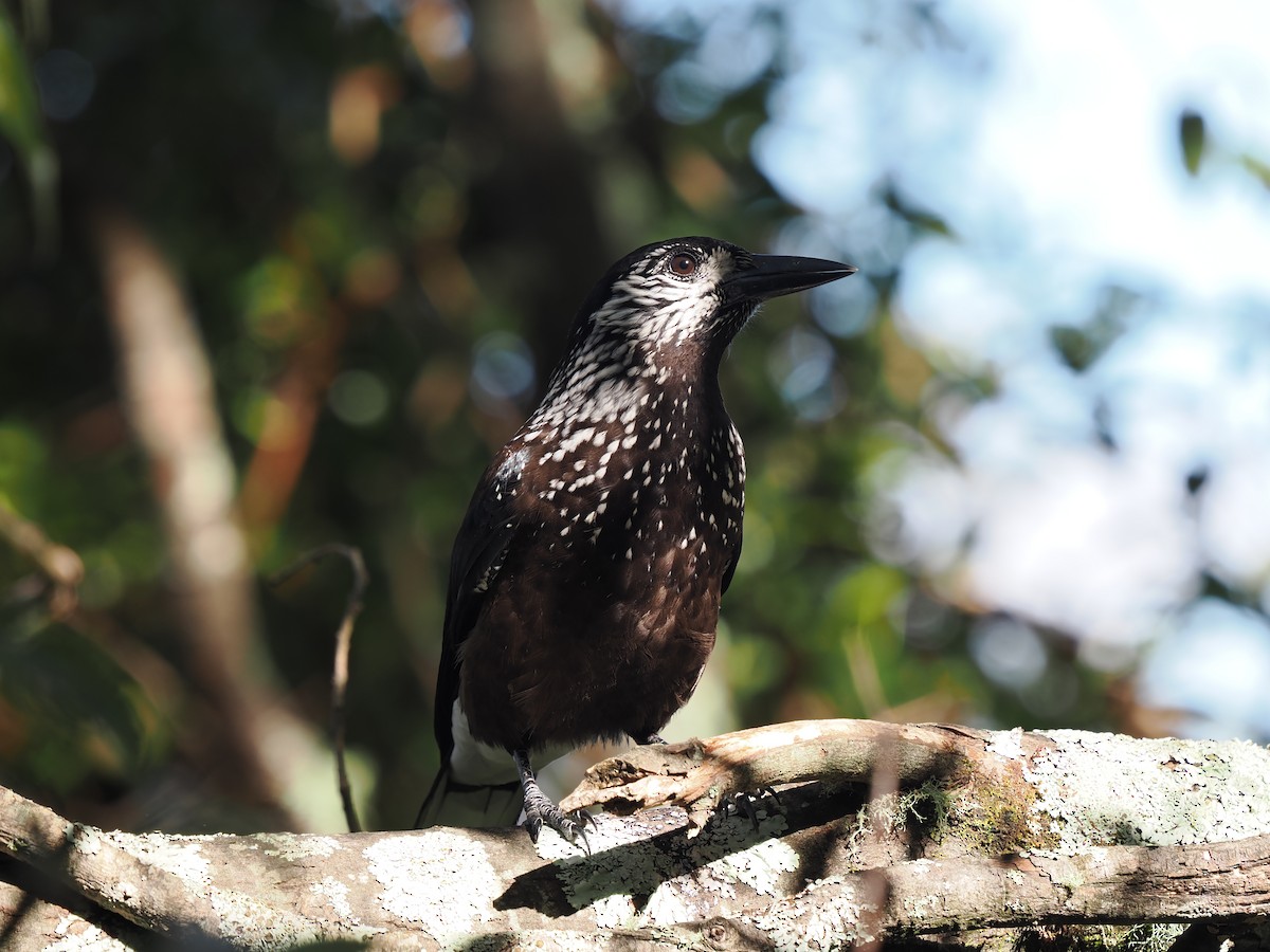 Eurasian Nutcracker (Southern) - ML623097358