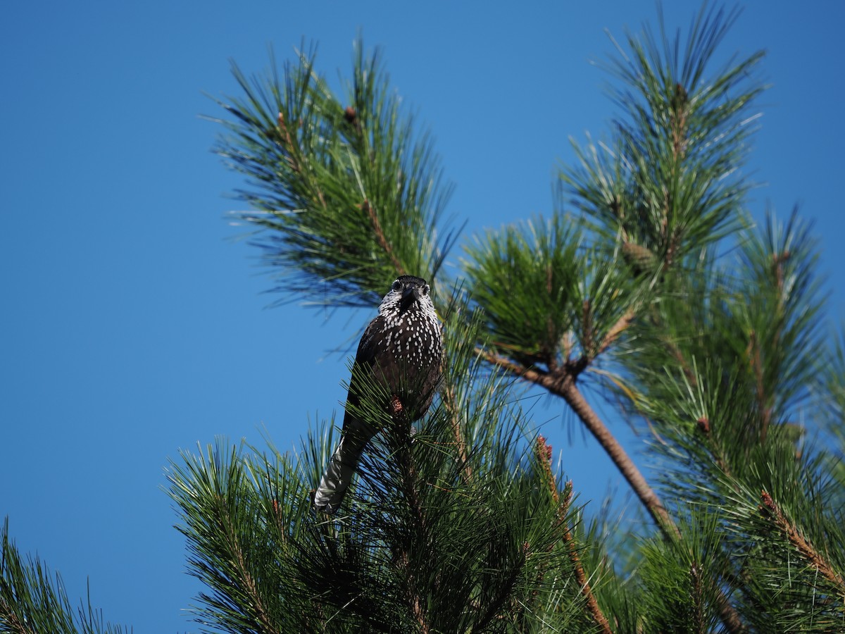 Eurasian Nutcracker (Southern) - ML623097360