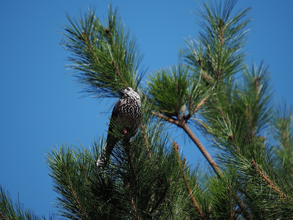 Eurasian Nutcracker (Southern) - ML623097361