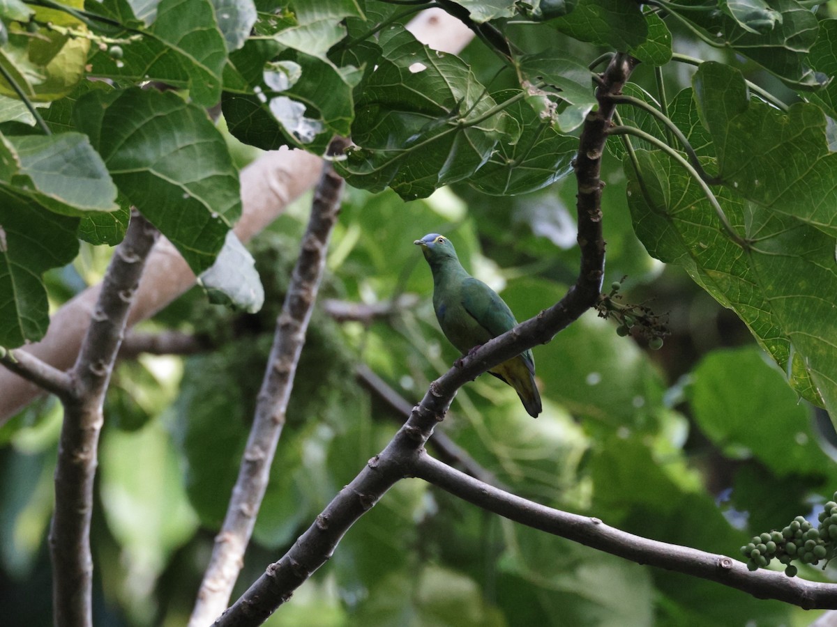 Blue-capped Fruit-Dove - ML623097366