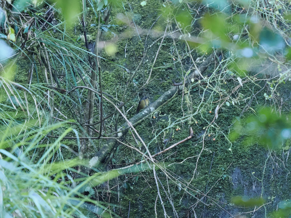 White-browed Bush-Robin (Taiwan) - ML623097367