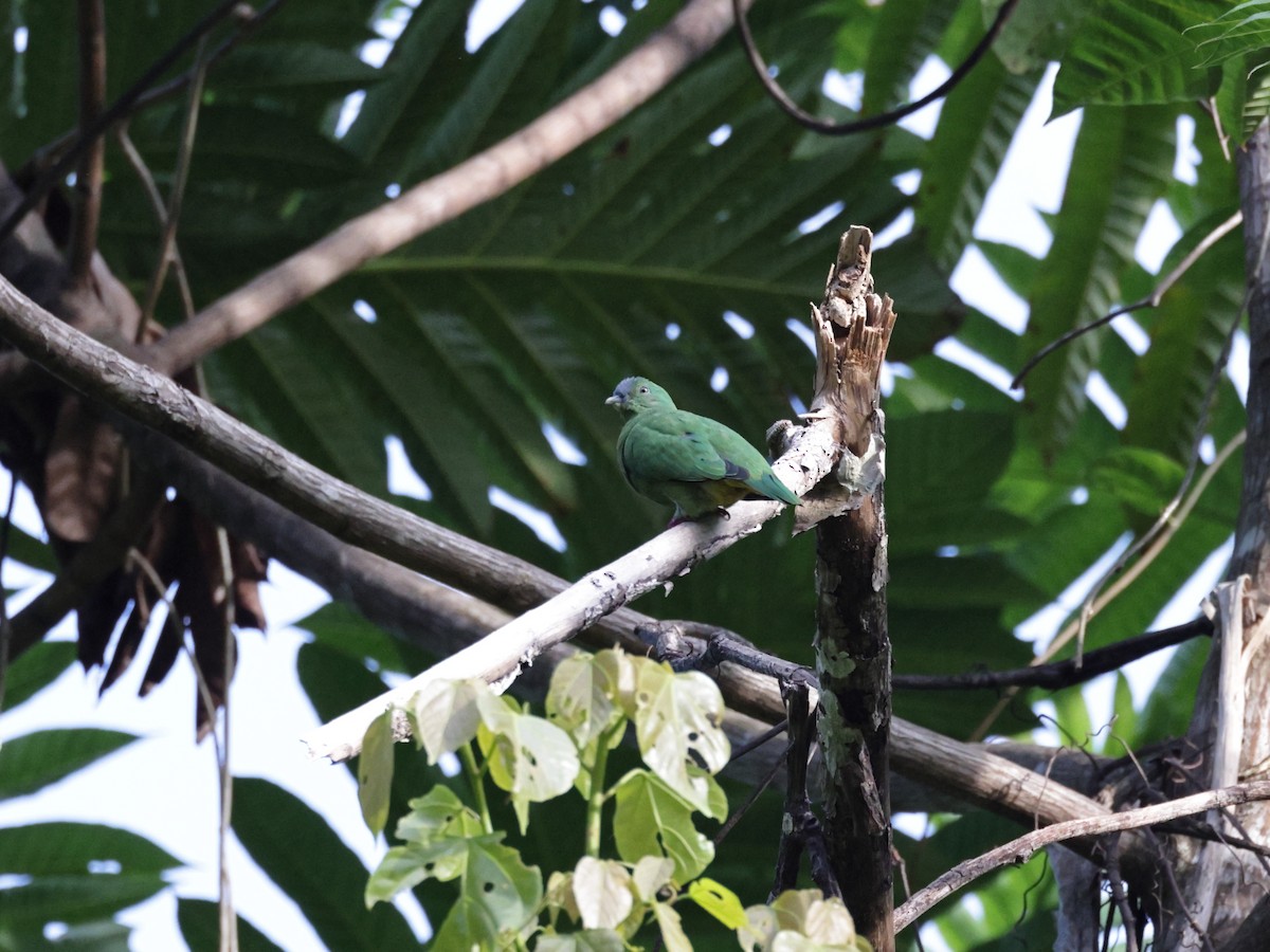 Blue-capped Fruit-Dove - ML623097394