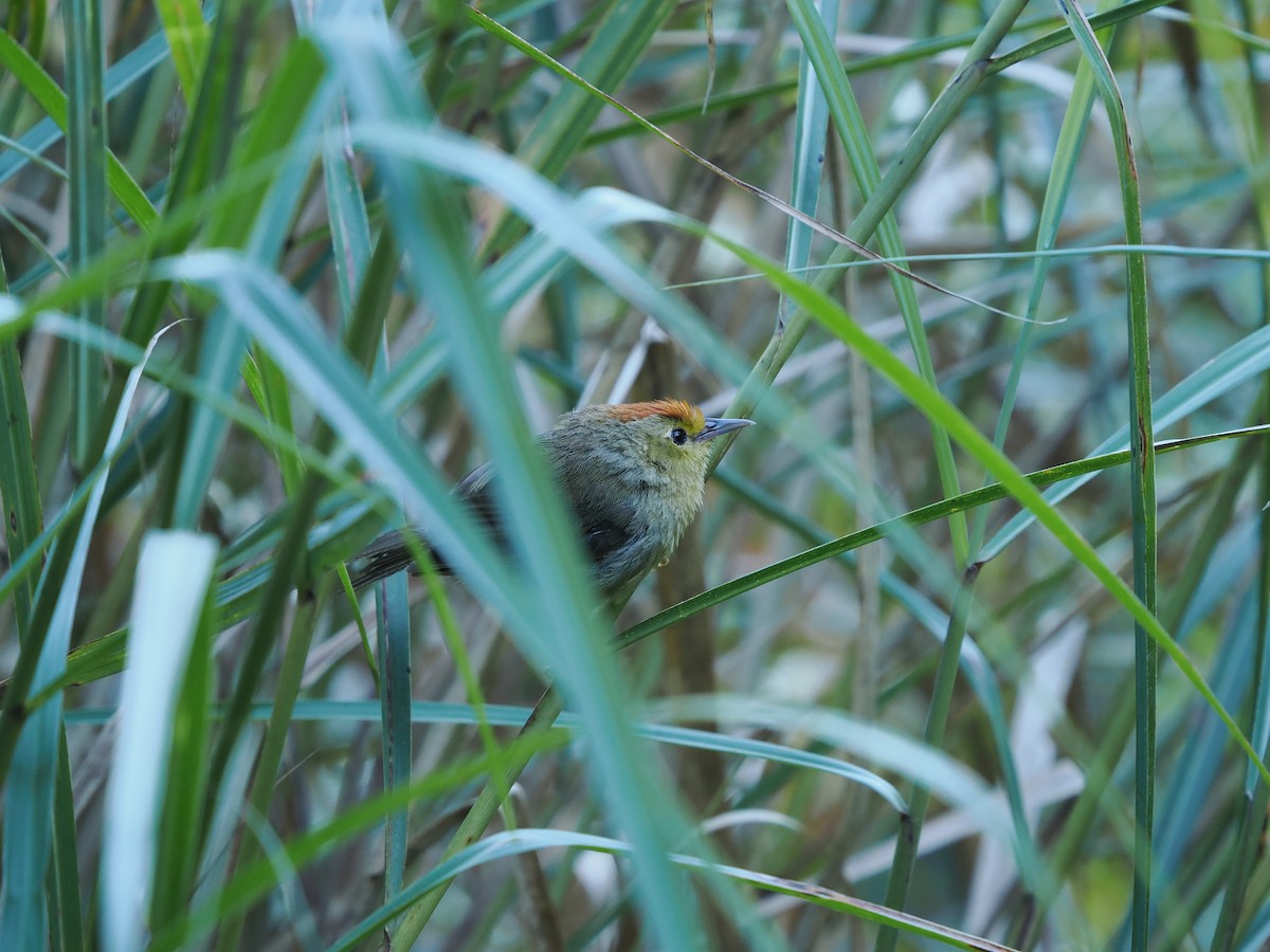 Rufous-capped Babbler - ML623097397