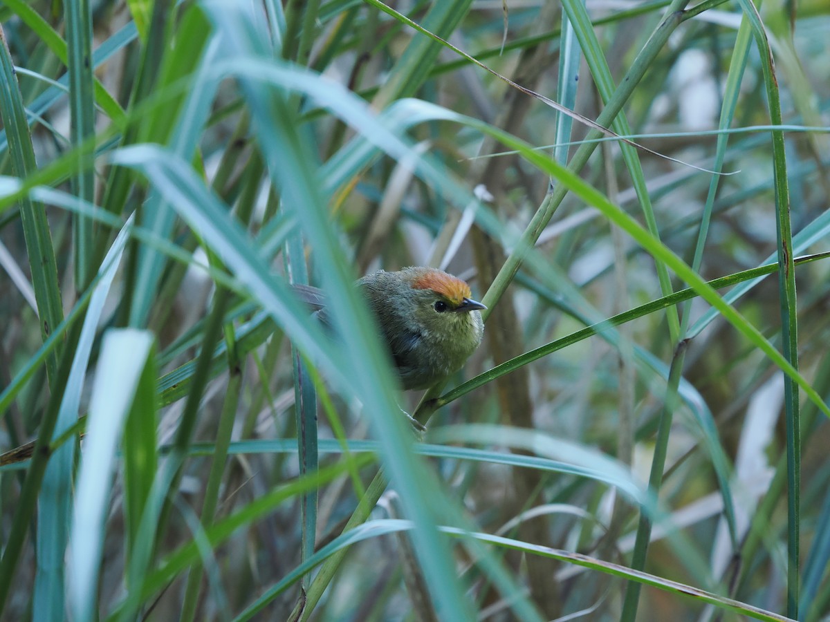 Rufous-capped Babbler - ML623097398