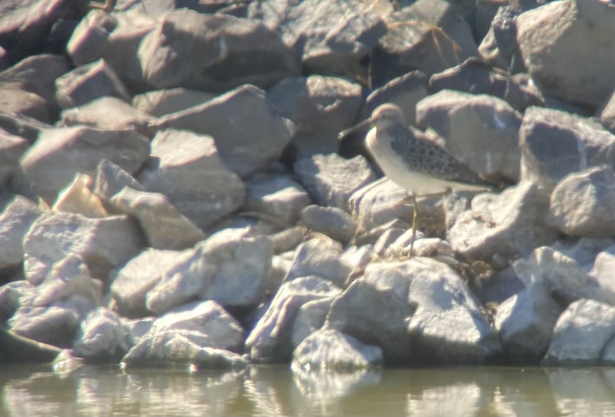 Stilt Sandpiper - ML623097426