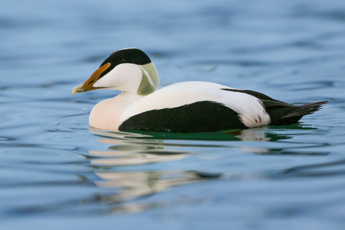 Common Eider (Eurasian) - ML623097449