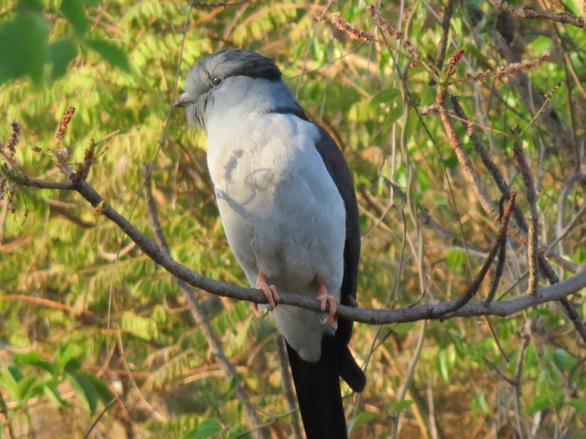 Cuckoo-roller - Susan Jones