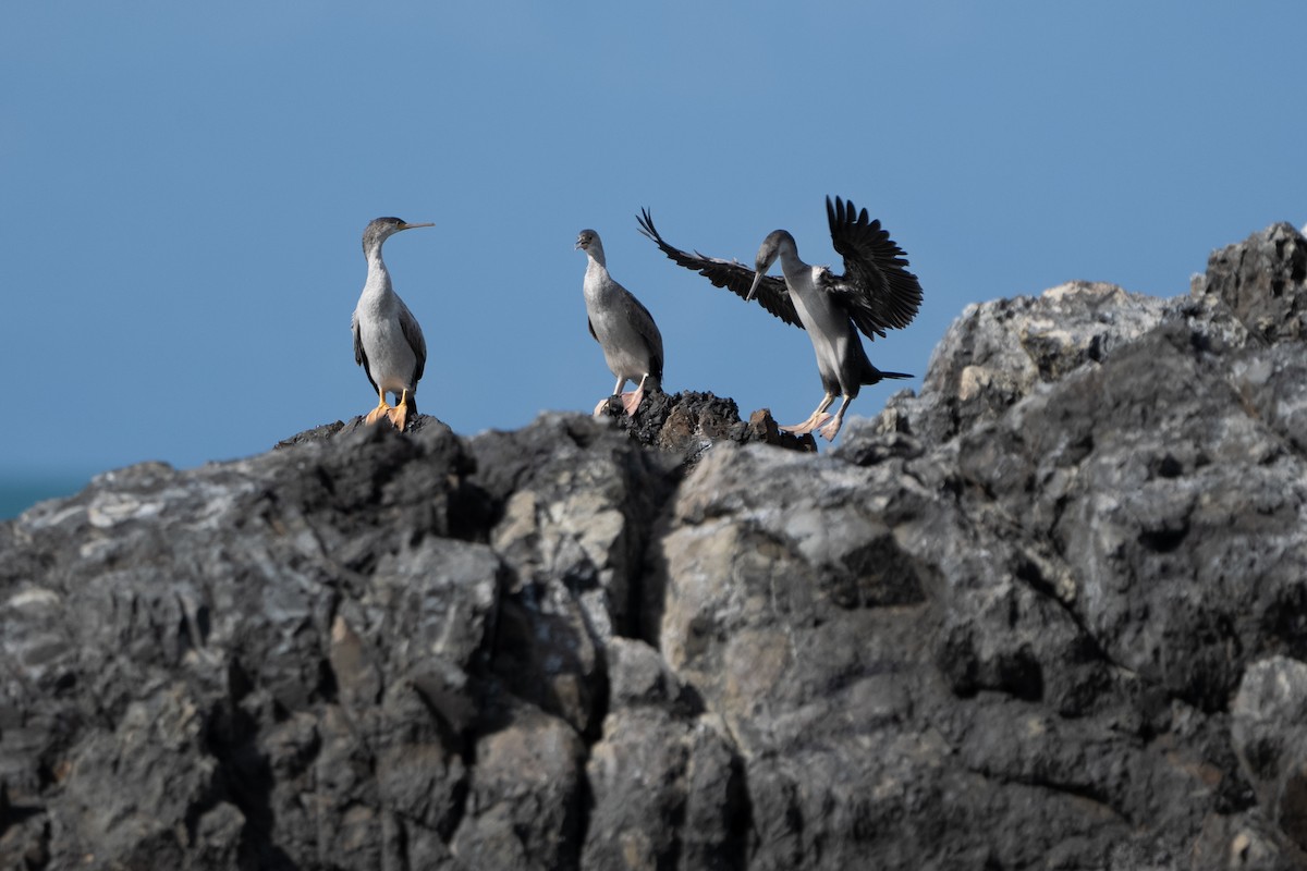 Spotted Shag - ML623097551