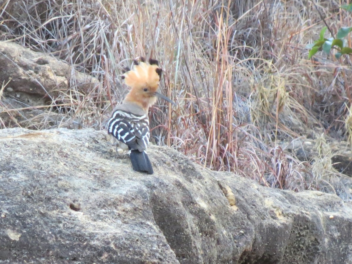 Madagascar Hoopoe - ML623097554