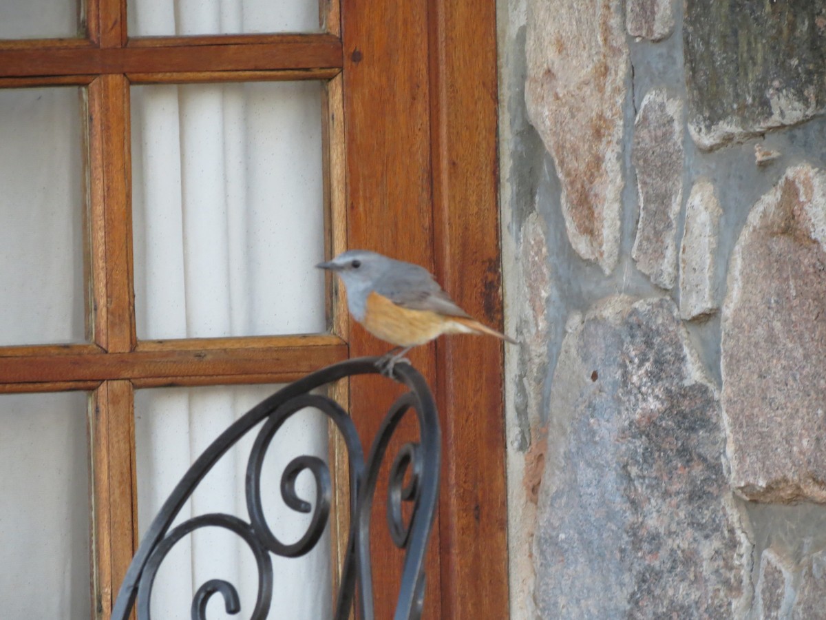 Forest Rock-Thrush - Susan Jones