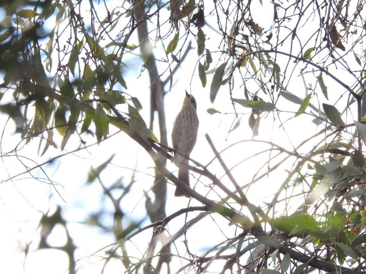 Singing Honeyeater - ML623097560