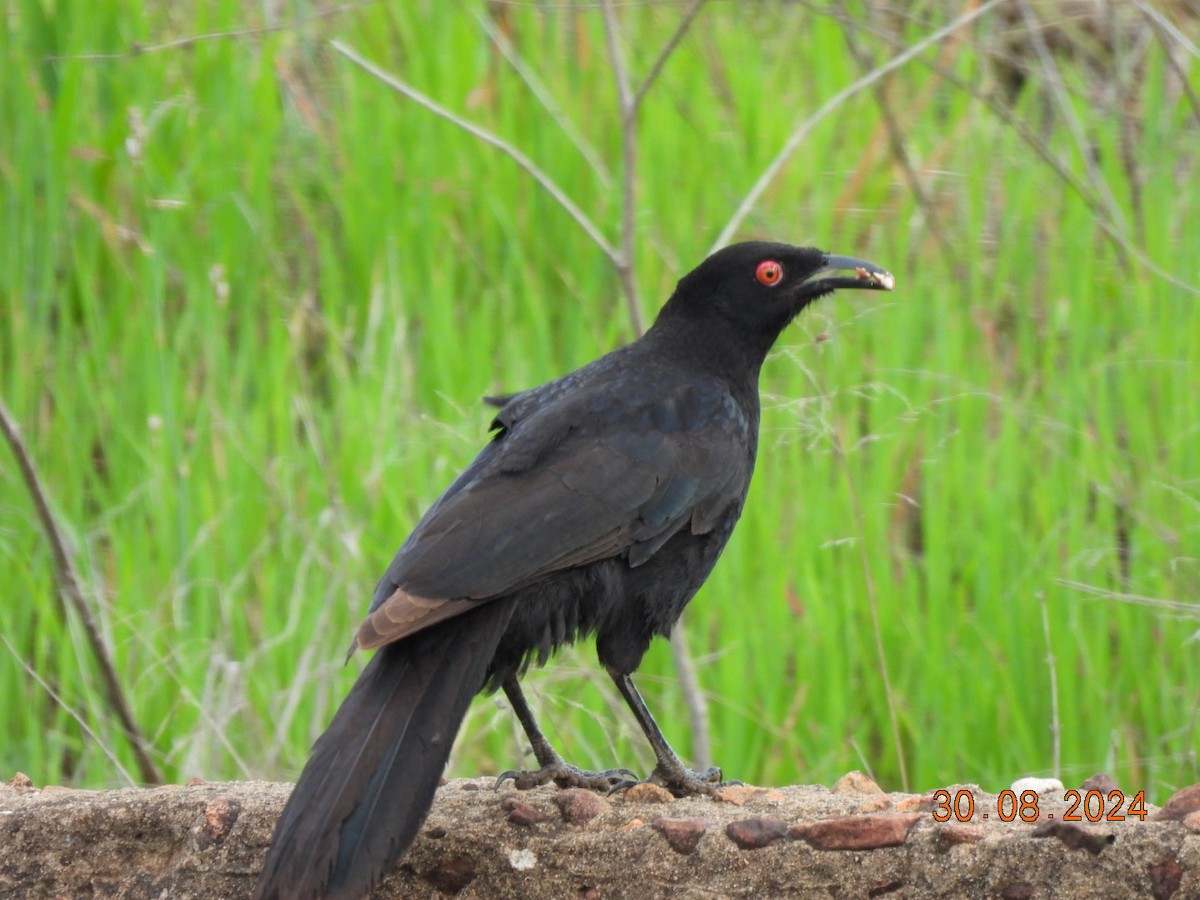 White-winged Chough - ML623097562