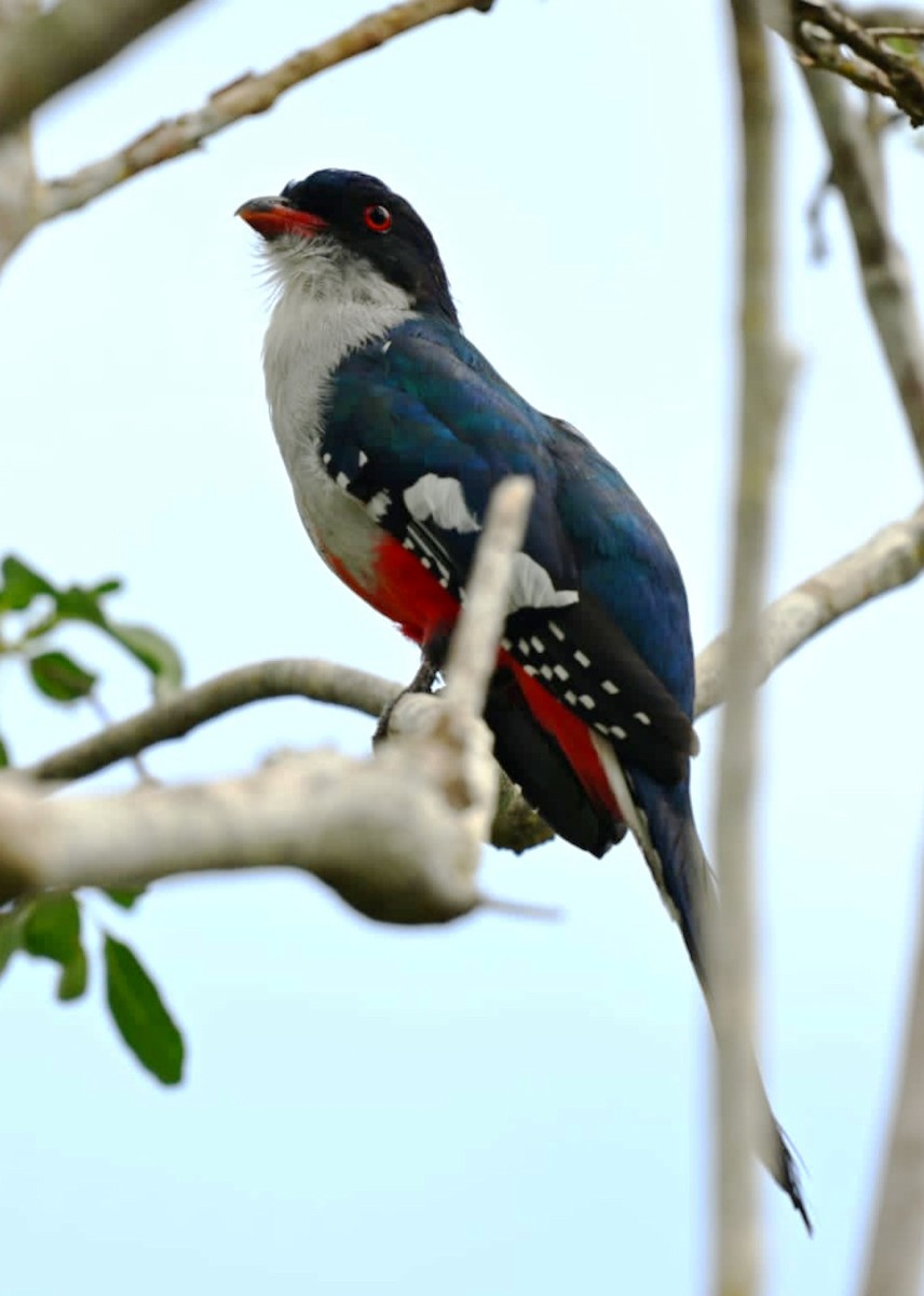 Cuban Trogon - ML623097567