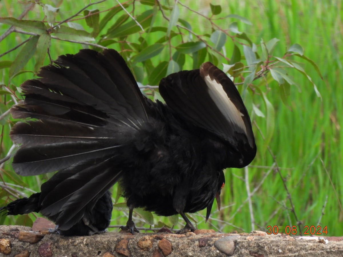 White-winged Chough - ML623097569