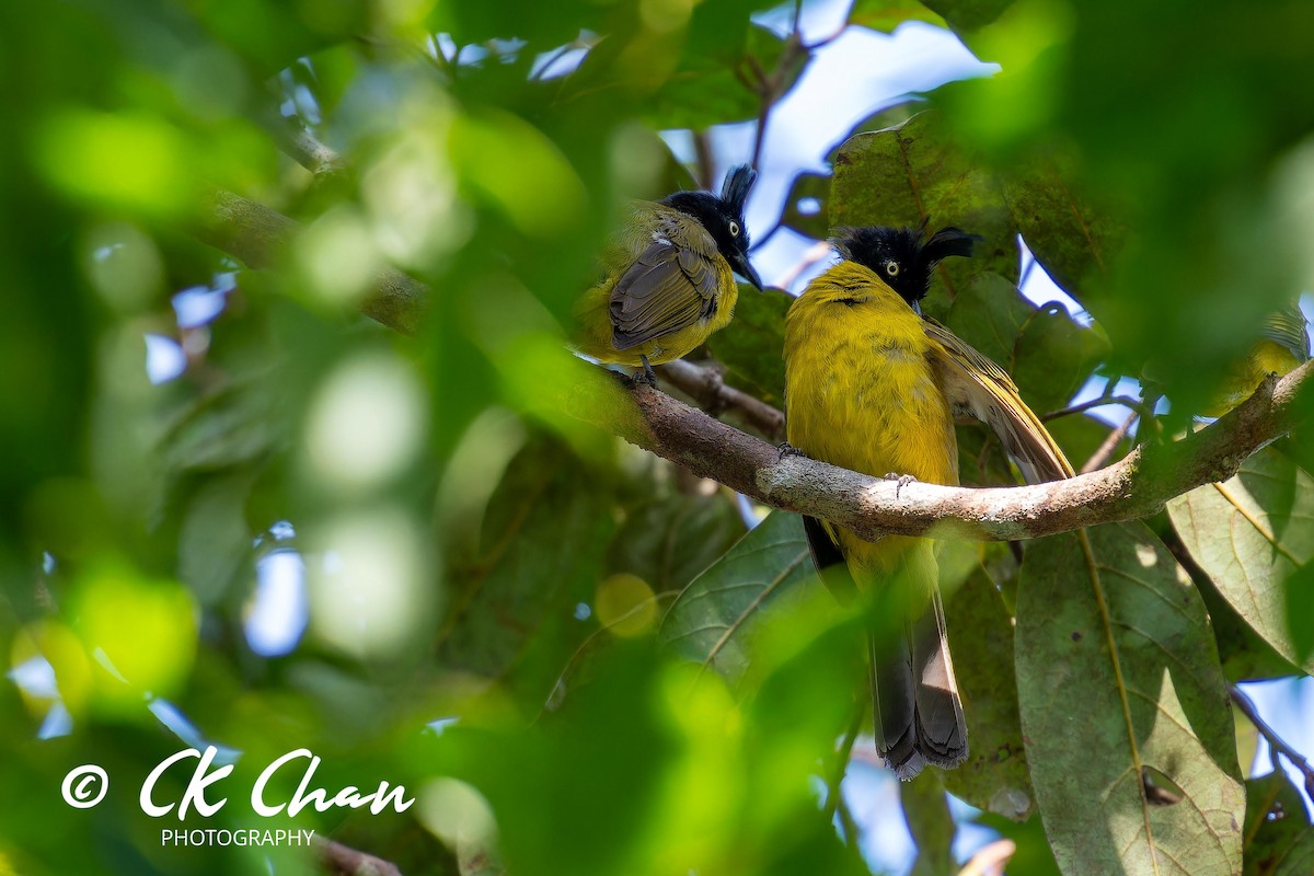 Black-crested Bulbul - Chee Keong Chan