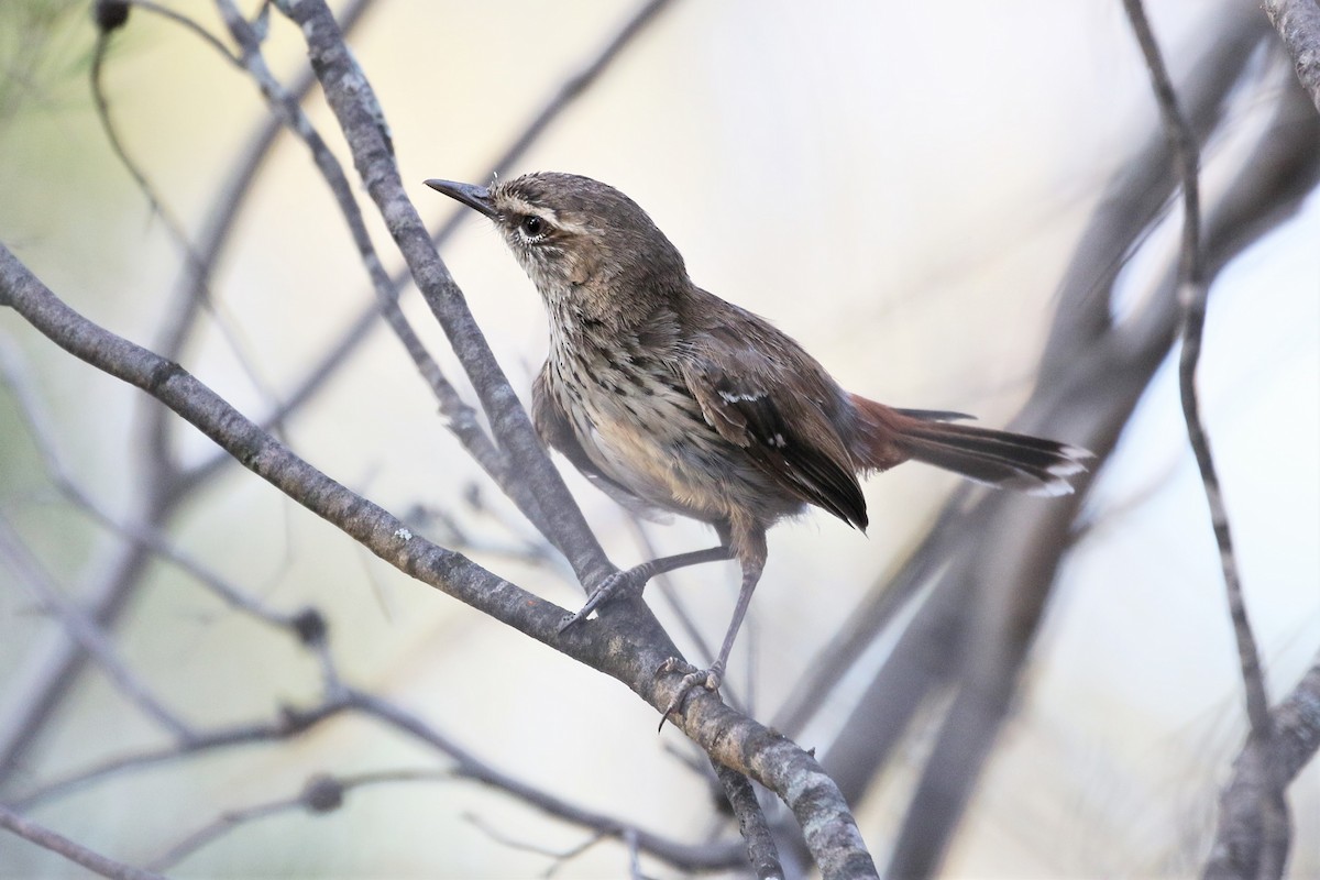 Shy Heathwren - ML623097741