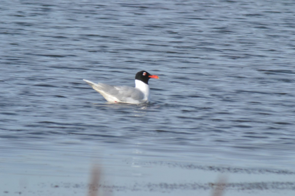 Mediterranean Gull - ML623097753