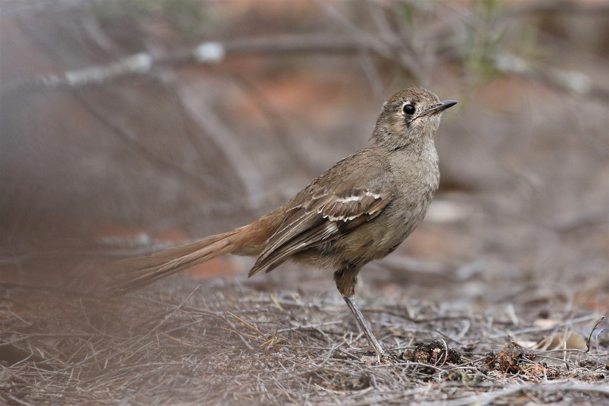 Southern Scrub-Robin - ML623097754