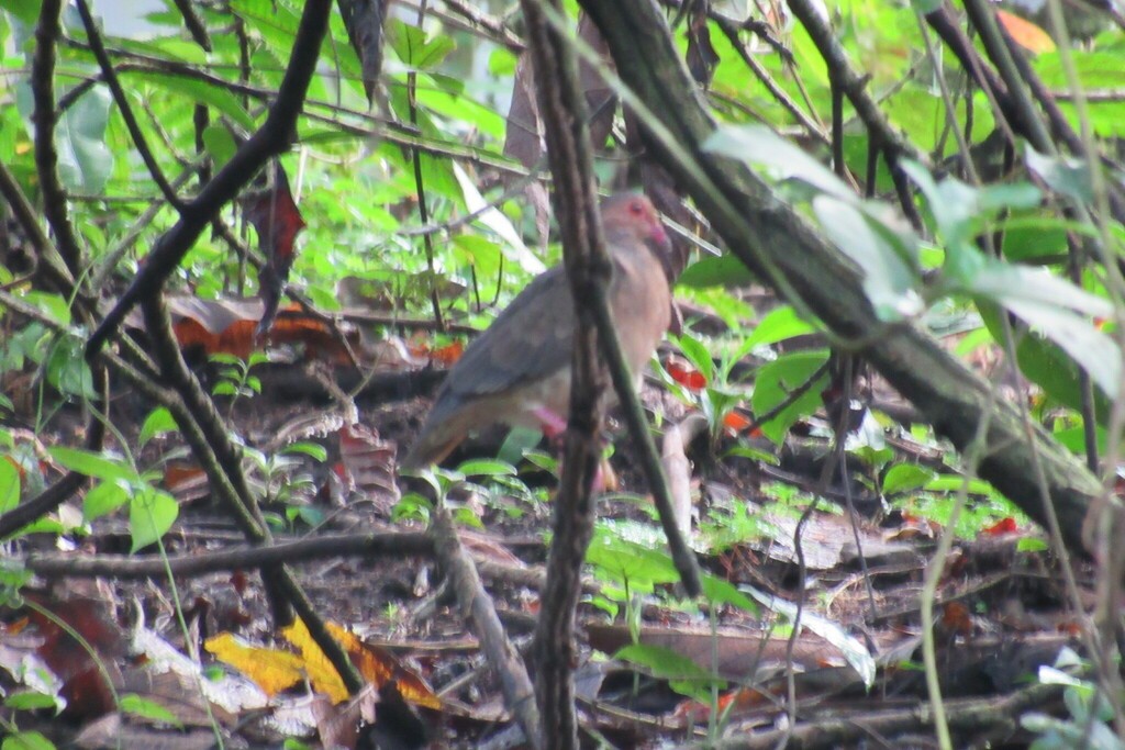 Ruddy Quail-Dove - ML623097795