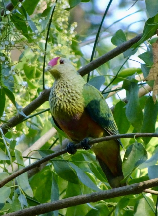 Rose-crowned Fruit-Dove - ML623097857